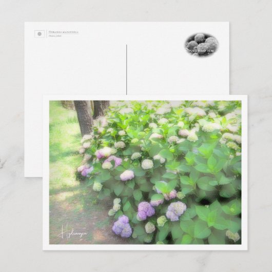 Hydrangea Postkarte (Vorne/Hinten)