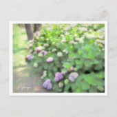 Hydrangea Postkarte (Vorderseite)