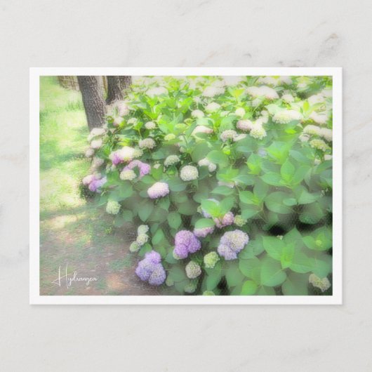 Hydrangea Postkarte (Vorderseite)