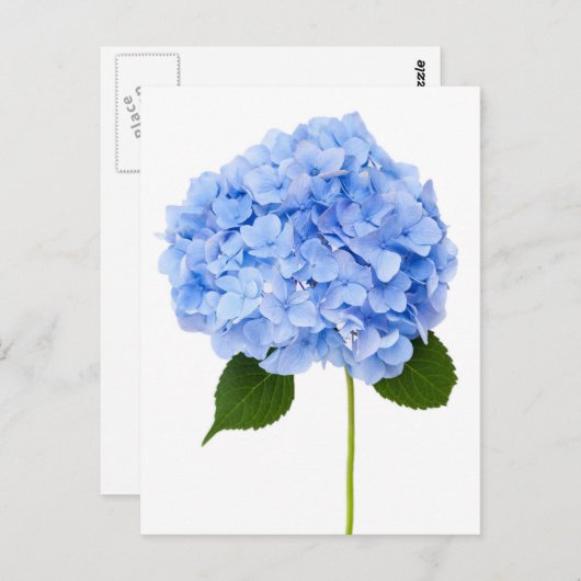 Hydrangea Postkarte (Vorne/Hinten)