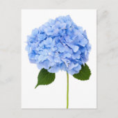 Hydrangea Postkarte (Vorderseite)