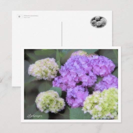 Hydrangea Postkarte (Vorne/Hinten)