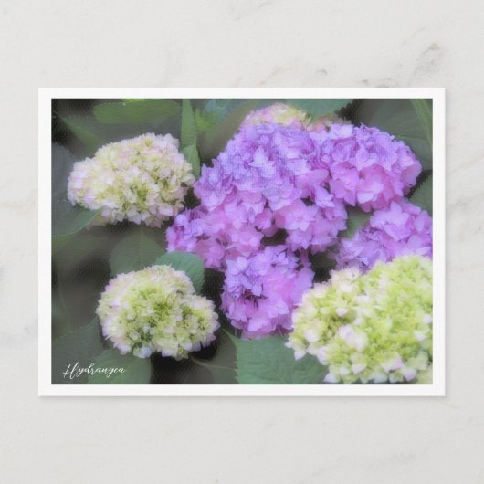 Hydrangea Postkarte (Vorderseite)