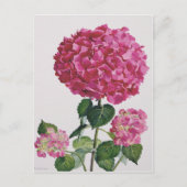 Hydrangea Postkarte (Vorderseite)