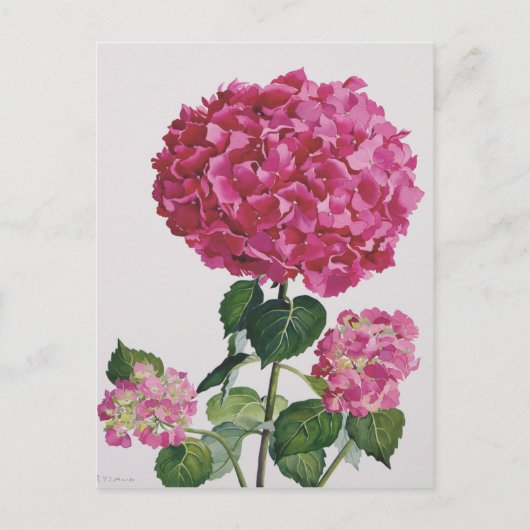 Hydrangea Postkarte (Vorderseite)