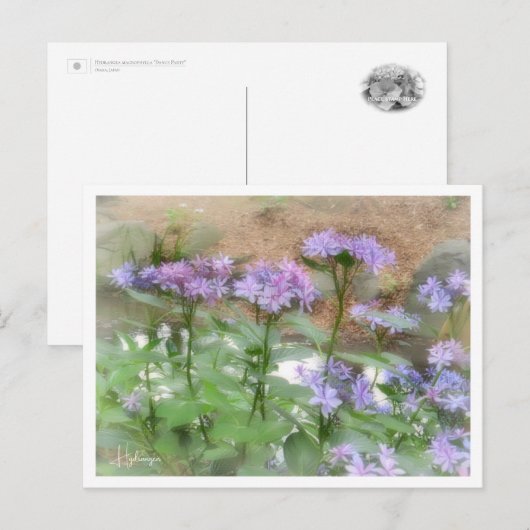 Hydrangea Postkarte (Vorne/Hinten)