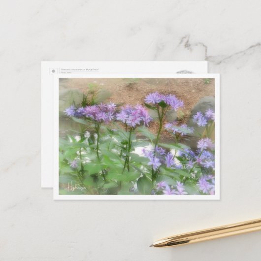 Hydrangea Postkarte (Vorderseite/Rückseite Beispiel)