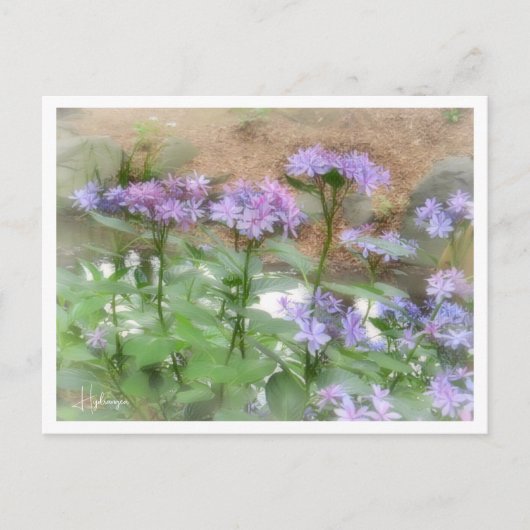 Hydrangea Postkarte (Vorderseite)