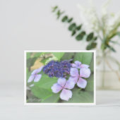 Hydrangea Postkarte (Stehend Vorderseite)