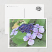 Hydrangea Postkarte (Vorne/Hinten)