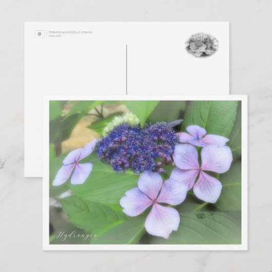 Hydrangea Postkarte (Vorne/Hinten)