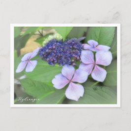 Hydrangea Postkarte
