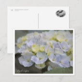 Hydrangea Postkarte (Vorne/Hinten)