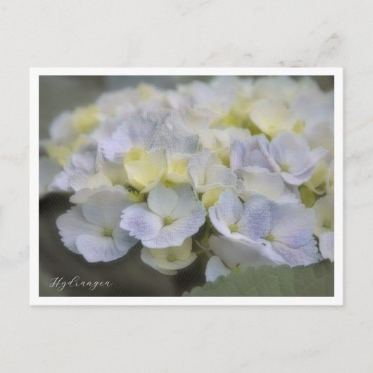 Hydrangea Postkarte (Vorderseite)