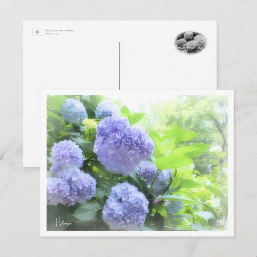 Hydrangea Postkarte (Vorne/Hinten)