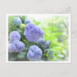 Hydrangea Postkarte