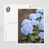 Hydrangea Postkarte (Vorne/Hinten)