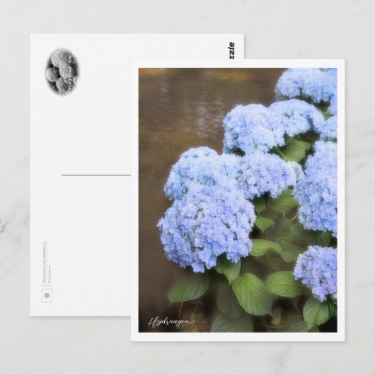 Hydrangea Postkarte (Vorne/Hinten)