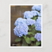 Hydrangea Postkarte (Vorderseite)