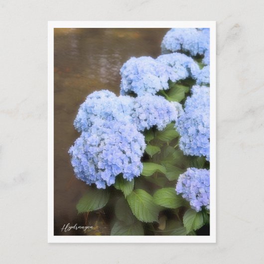 Hydrangea Postkarte (Vorderseite)
