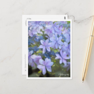 Hydrangea Postkarte
