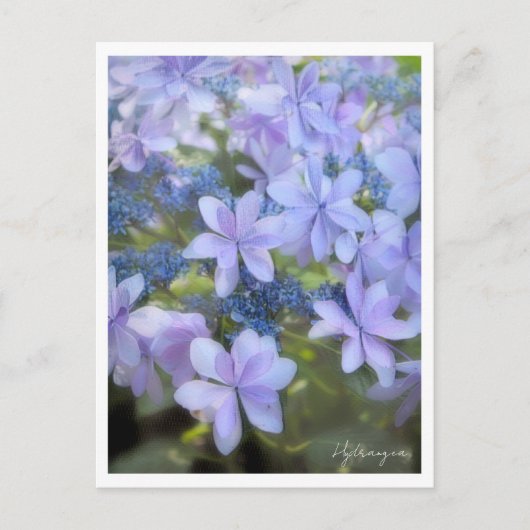 Hydrangea Postkarte (Vorderseite)