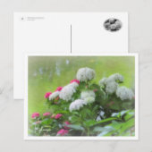 Hydrangea Postkarte (Vorne/Hinten)