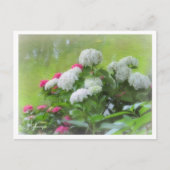 Hydrangea Postkarte (Vorderseite)