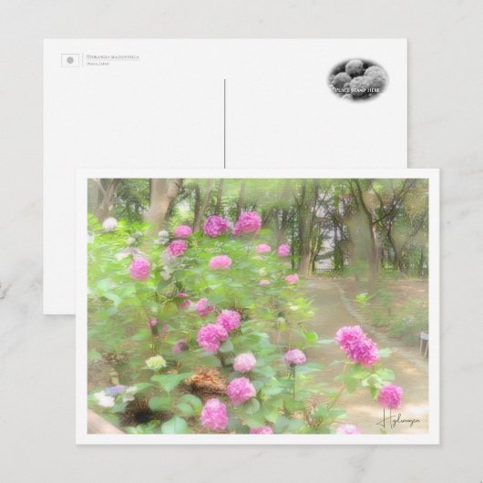 Hydrangea Postkarte (Vorne/Hinten)