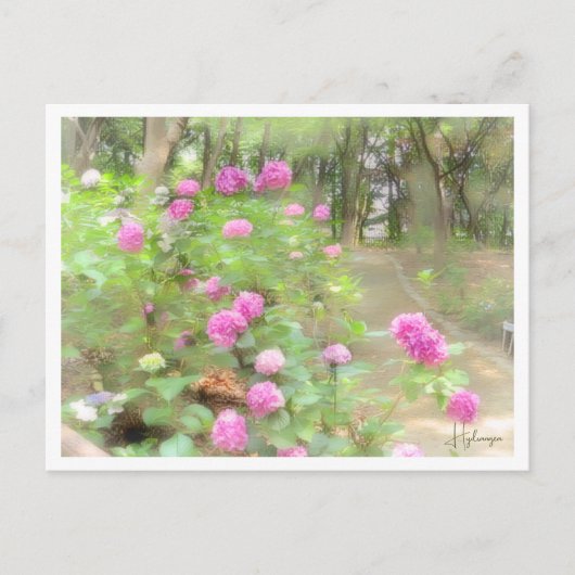 Hydrangea Postkarte (Vorderseite)