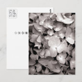 Hydrangea Postkarte (Vorne/Hinten)