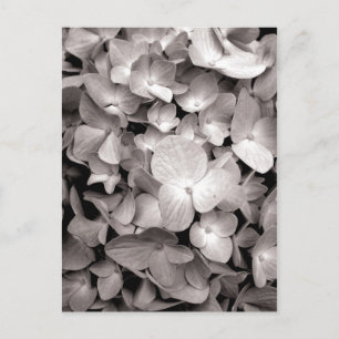 Hydrangea Postkarte