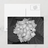 Hydrangea Postkarte (Vorne/Hinten)