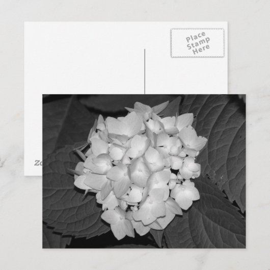 Hydrangea Postkarte (Vorne/Hinten)