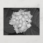 Hydrangea Postkarte (Vorderseite)