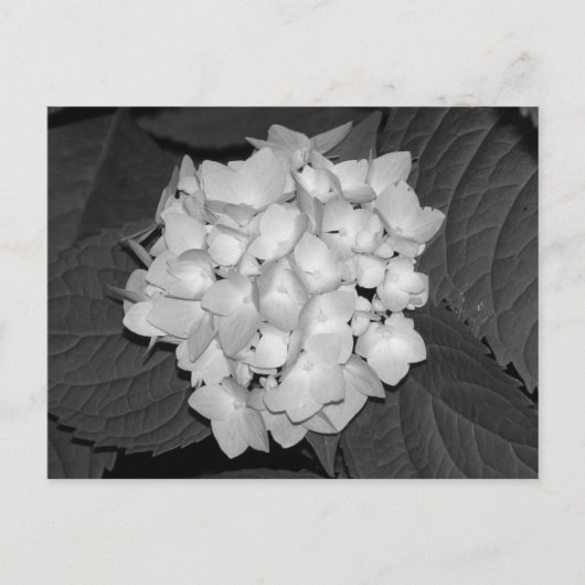 Hydrangea Postkarte (Vorderseite)