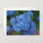 Hydrangea Postkarte (Vorne/Hinten)