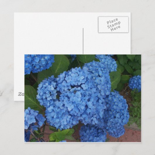 Hydrangea Postkarte (Vorne/Hinten)