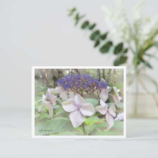 Hydrangea Postkarte (Stehend Vorderseite)