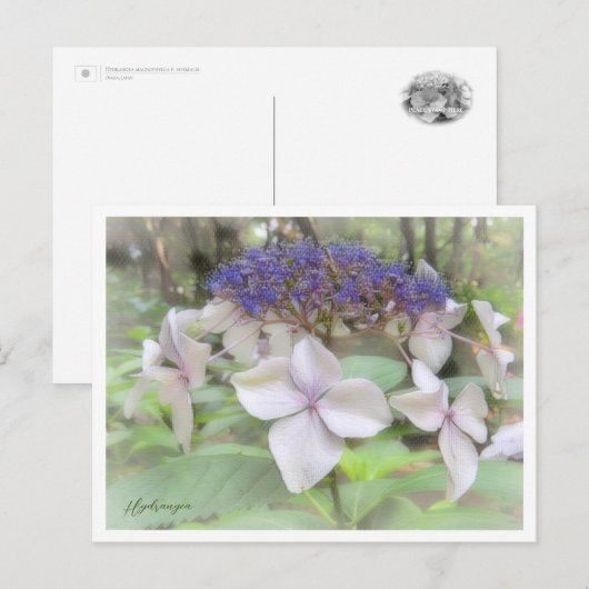 Hydrangea Postkarte (Vorne/Hinten)