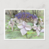 Hydrangea Postkarte (Vorderseite)