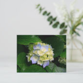 Hydrangea-Postkarte Postkarte (Stehend Vorderseite)