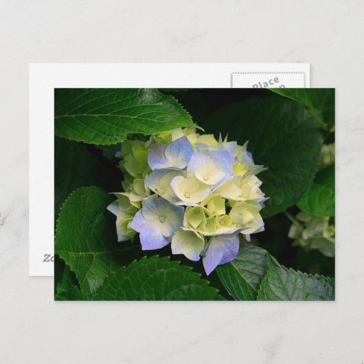 Hydrangea-Postkarte Postkarte (Vorne/Hinten)