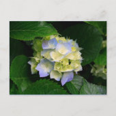 Hydrangea-Postkarte Postkarte (Vorderseite)