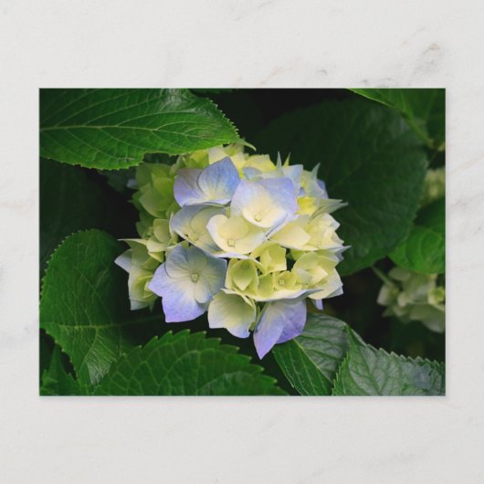 Hydrangea-Postkarte Postkarte (Vorderseite)