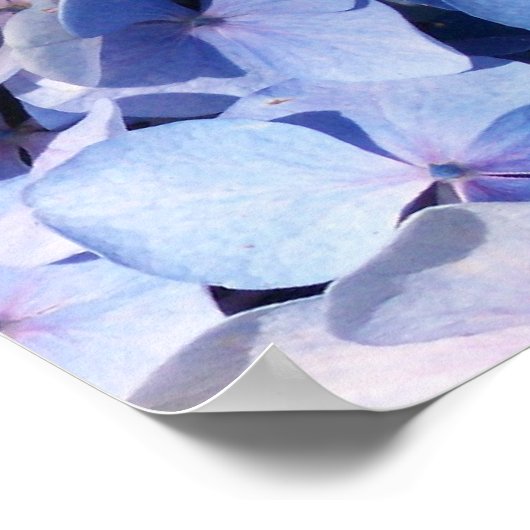 Hydrangea Print Poster (Ecke)