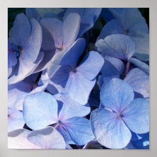 Hydrangea Print Poster