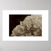 Hydrangea - Print Poster (Vorne)