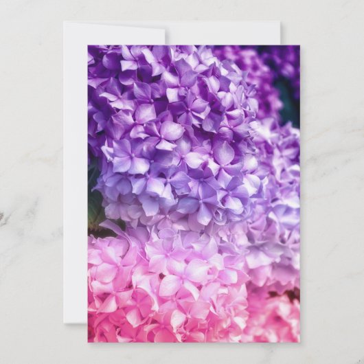 Hydrangea Rainbow (Vorderseite)