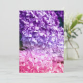 Hydrangea Rainbow (Stehend Vorderseite)